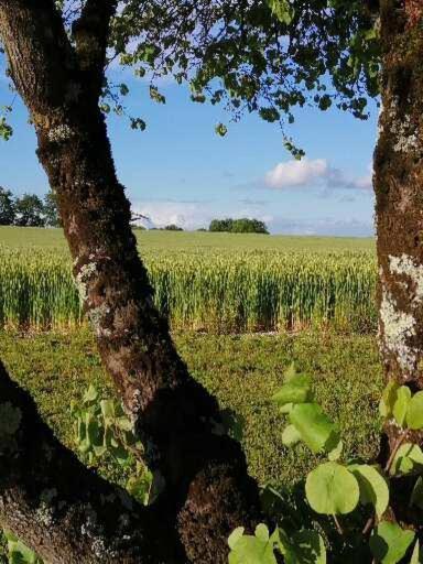 Vila Les Cypres De Crose I Badefols-sur-Dordogne Exteriér fotografie